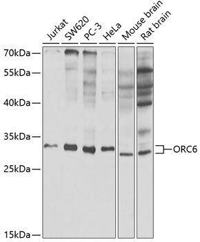 ORC6L Antibody