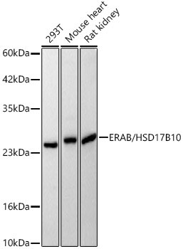 ERAB Antibody