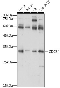 UBE2R1/CDC34 Antibody