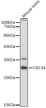 UBE2R1/CDC34 Antibody