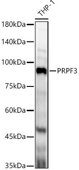PRPF3 Antibody