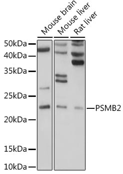 Proteasome 20S beta2 Antibody