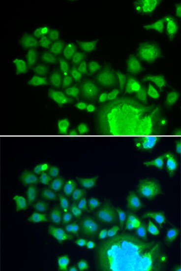FZR1/CDH1 Antibody