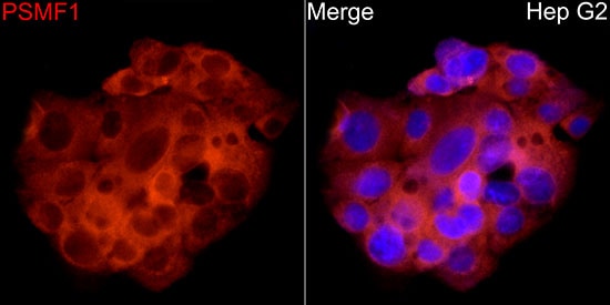PSMF1 Antibody