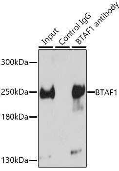 BTAF1 Antibody