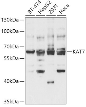 HBO1 Antibody