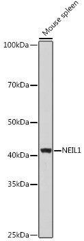 NEIL1 Antibody