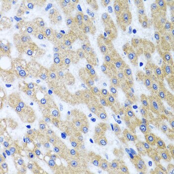 PRMT2 Antibody