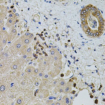 kinectin Antibody