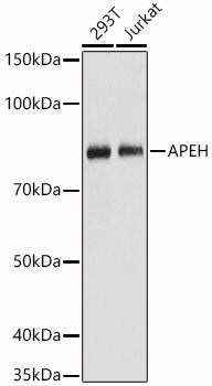 APEH Antibody
