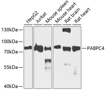 PABPC4 Antibody