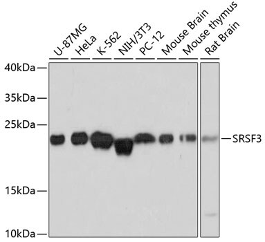 SFRS3 Antibody