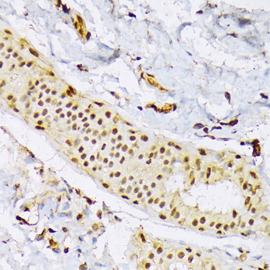 SFRS3 Antibody