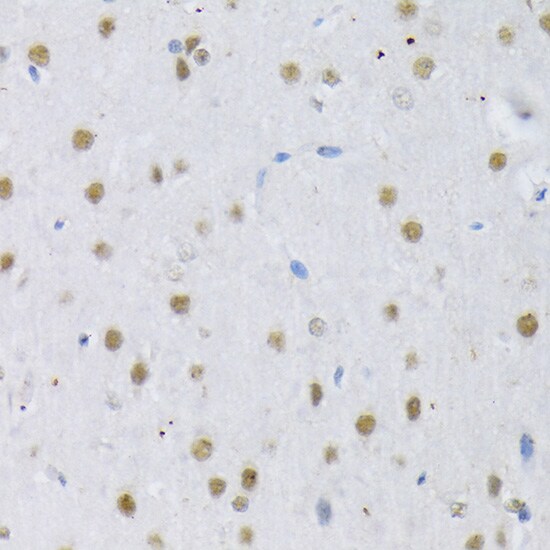 SFRS3 Antibody