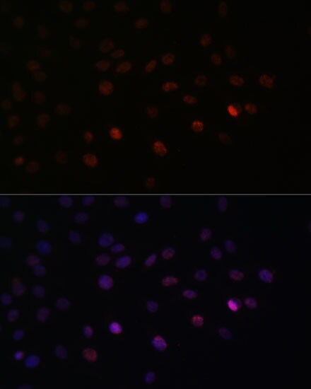 SFRS3 Antibody