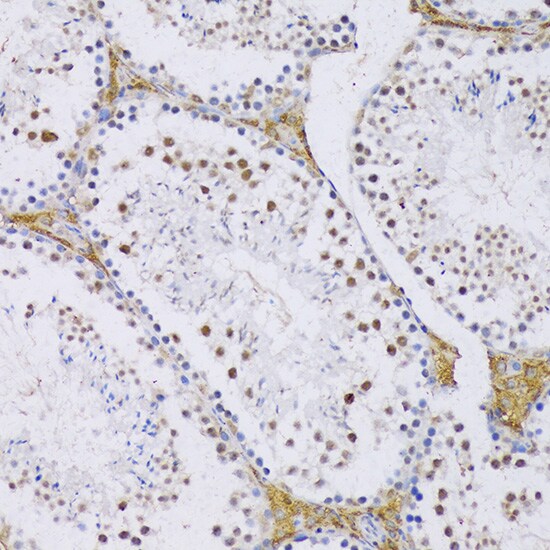 SFRS3 Antibody