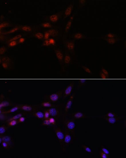 SFRS3 Antibody