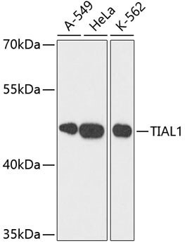 TIAL1 Antibody