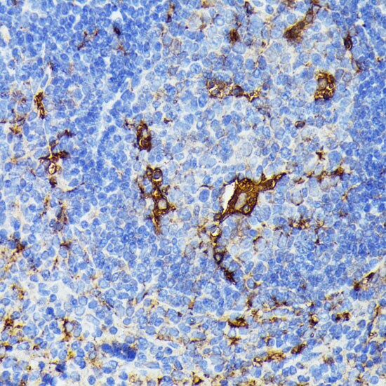 TIAL1 Antibody