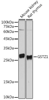 GSTZ1 Antibody