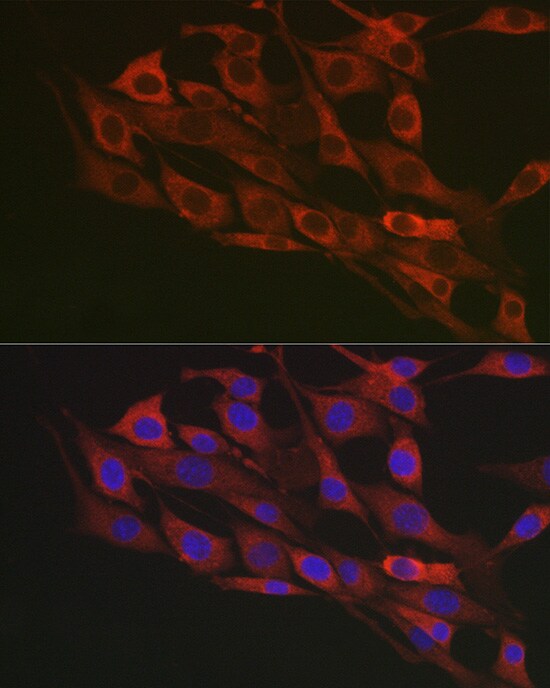 Flotillin-1 Antibody