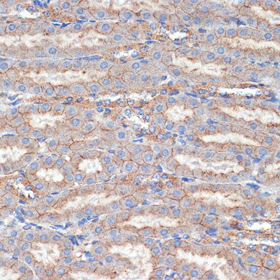 Flotillin-1 Antibody