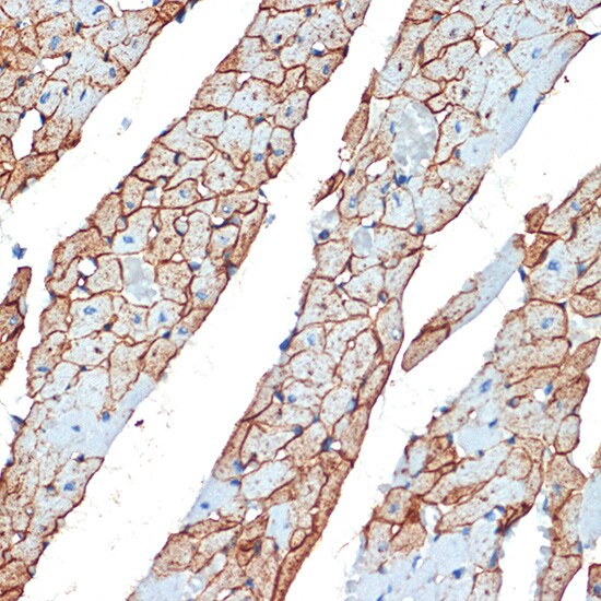 Flotillin-1 Antibody
