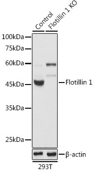 Flotillin-1 Antibody