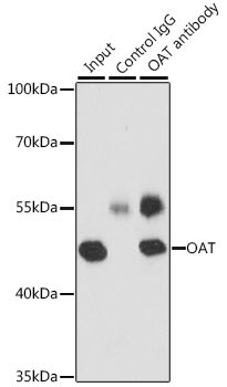 OAT Antibody