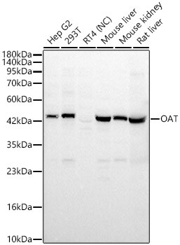 OAT Antibody