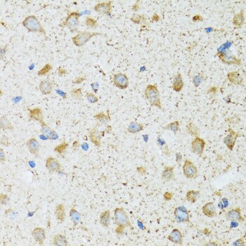 COG2 Antibody