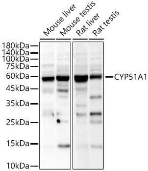 CYP51A1 Antibody