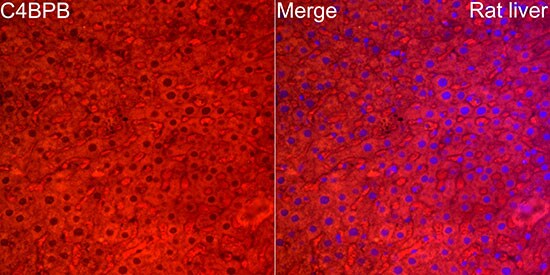 C4 binding protein B Antibody
