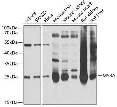 Methionine Sulfoxide Reductase A Antibody