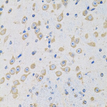 Methionine Sulfoxide Reductase A Antibody