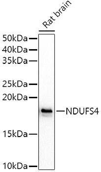 Ndufs4 Antibody