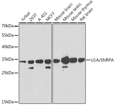 U1A Antibody