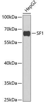 Splicing Factor 1 Antibody