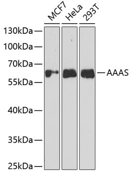 AAAS Antibody
