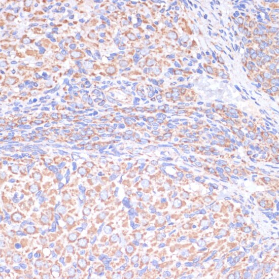 COX5A Antibody