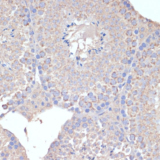 COX5A Antibody