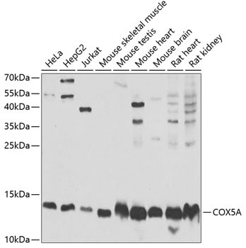 COX5A Antibody