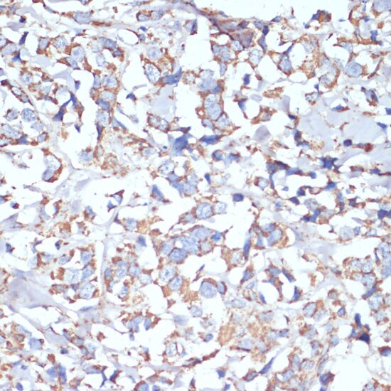 COX5A Antibody