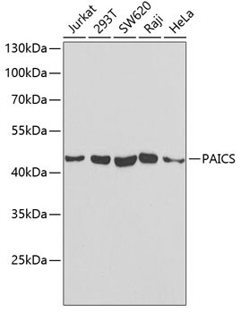 ADE2 Antibody