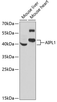 AIPL1 Antibody