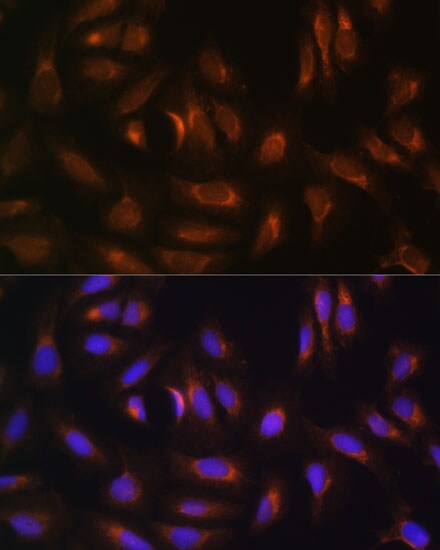 NRBF2 Antibody