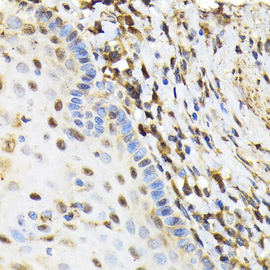NRBF2 Antibody