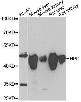 HPD Antibody