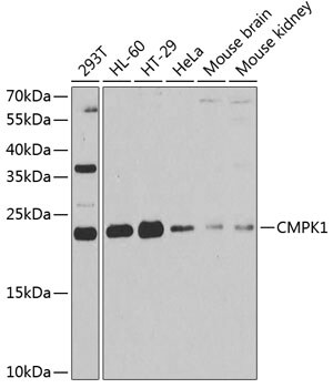 CMP kinase Antibody