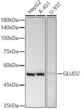 Glutamate Dehydrogenase 2/GLUD2 Antibody
